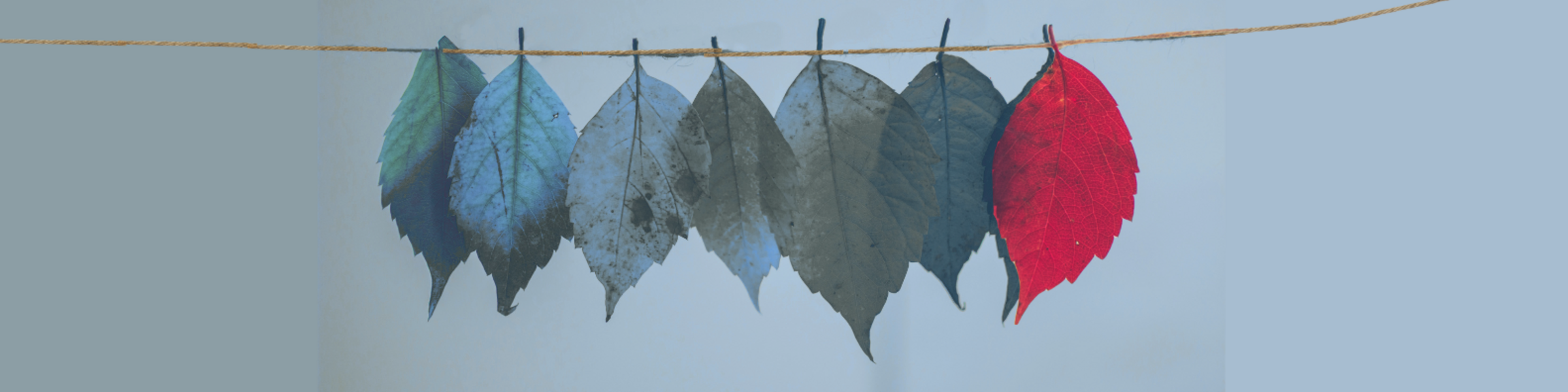 { Banner Image }